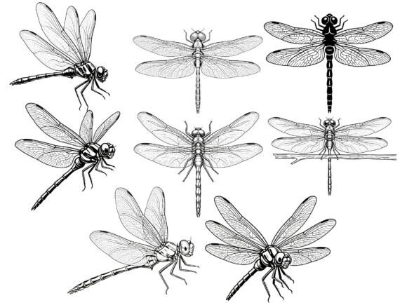 Dragonfly Silhouette Vector Tshirt Png: Graphics for Nature-Inspired T-Shirt Designs